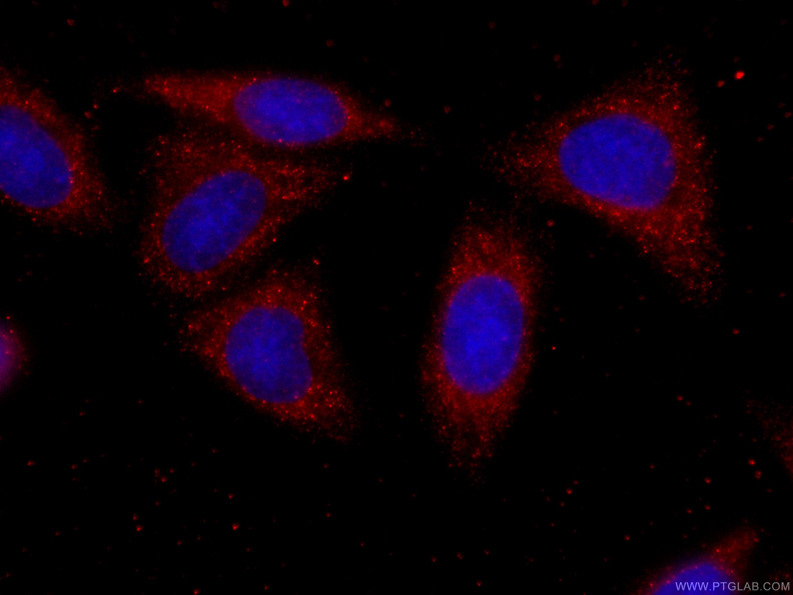 Immunofluorescence (IF) / fluorescent staining of HepG2 cells using CoraLite®594-conjugated PRDX4 Monoclonal antibody (CL594-60286)