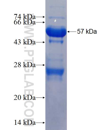 PRDX4 fusion protein Ag1177 SDS-PAGE