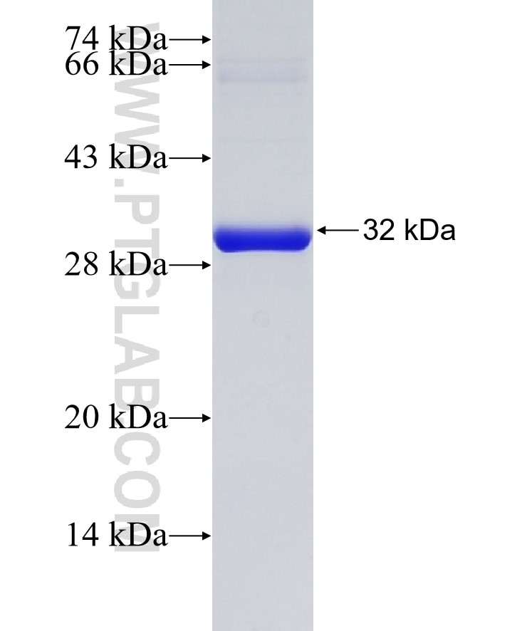 PRDX4 fusion protein Ag13401 SDS-PAGE