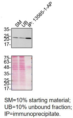 Immunoprecipitation (IP) experiment of HAP1 using PRDX6 Polyclonal antibody (13585-1-AP)
