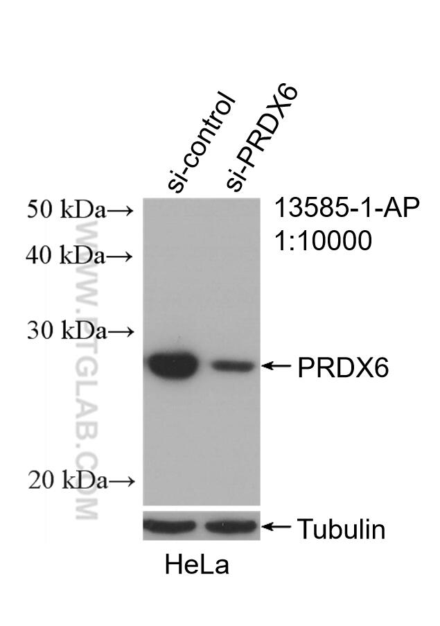 Western Blot (WB) analysis of HeLa cells using PRDX6 Polyclonal antibody (13585-1-AP)