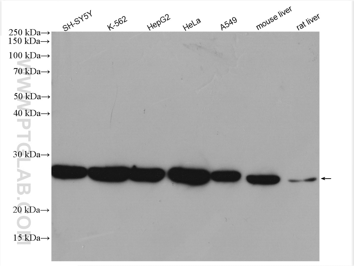 Western Blot (WB) analysis of various lysates using PRDX6 Polyclonal antibody (13585-1-AP)