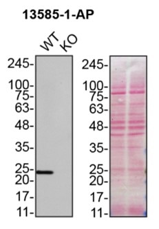 Western Blot (WB) analysis of HAP1 using PRDX6 Polyclonal antibody (13585-1-AP)