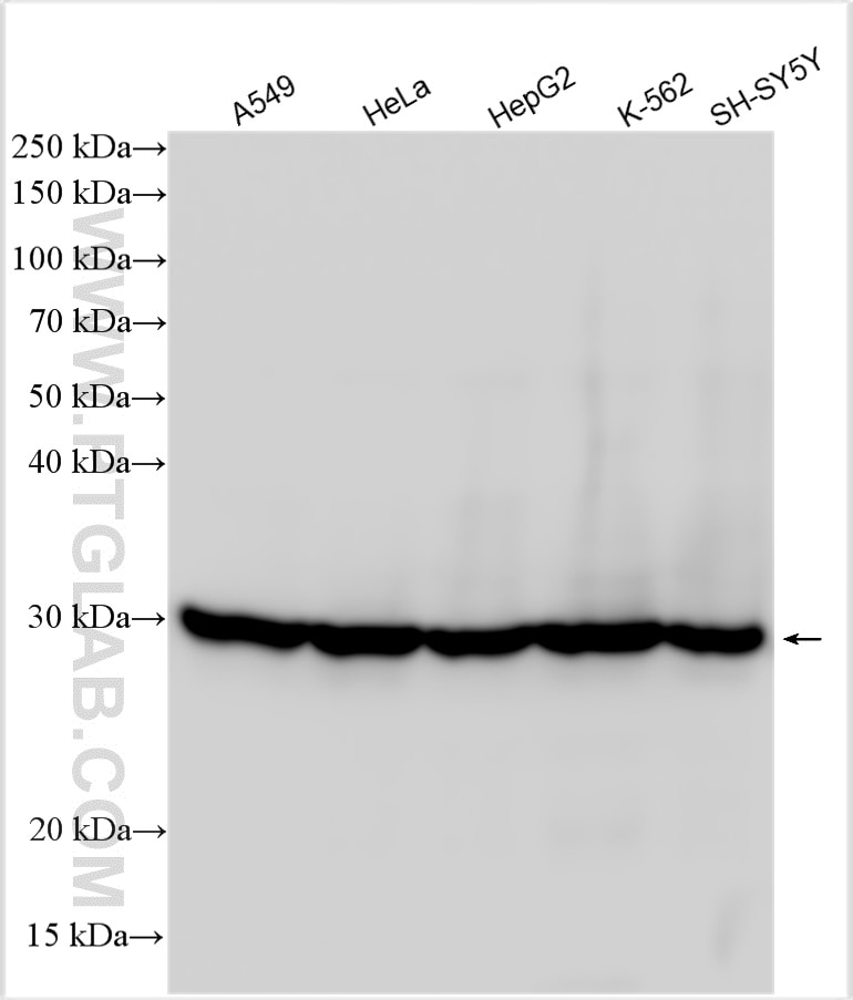 Western Blot (WB) analysis of various lysates using PRDX6 Polyclonal antibody (13585-1-AP)