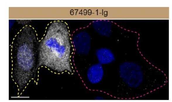 Immunofluorescence (IF) / fluorescent staining of HAP1 cells using PRDX6 Monoclonal antibody (67499-1-Ig)