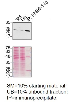 Immunoprecipitation (IP) experiment of HAP1 cells using PRDX6 Monoclonal antibody (67499-1-Ig)