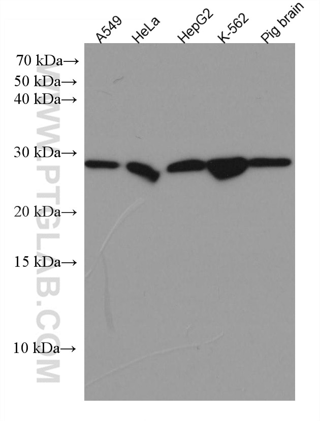 Western Blot (WB) analysis of various lysates using PRDX6 Monoclonal antibody (67499-1-Ig)