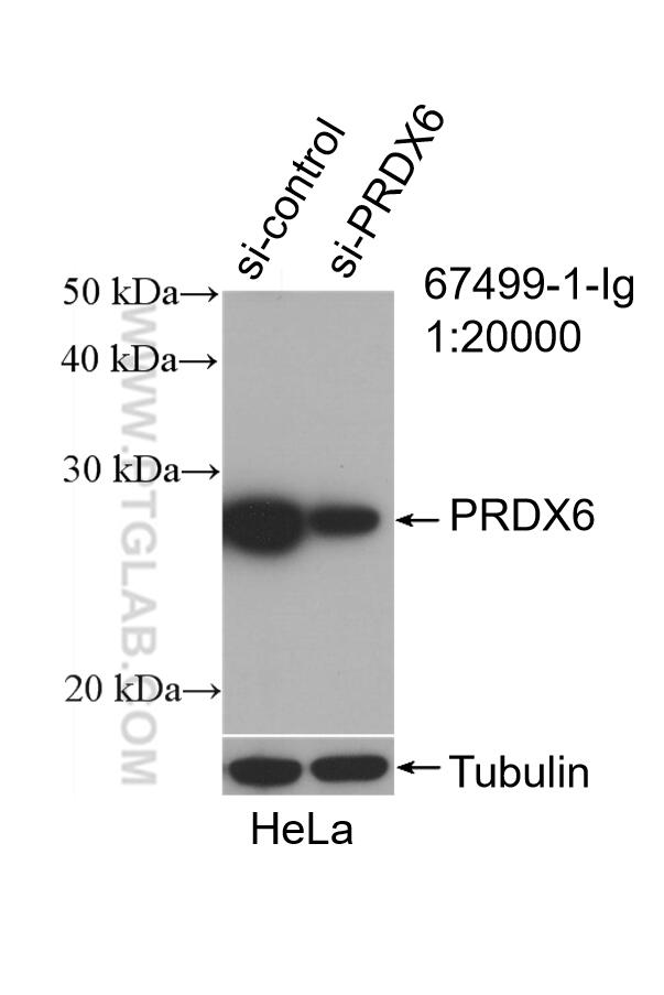 Western Blot (WB) analysis of HeLa cells using PRDX6 Monoclonal antibody (67499-1-Ig)