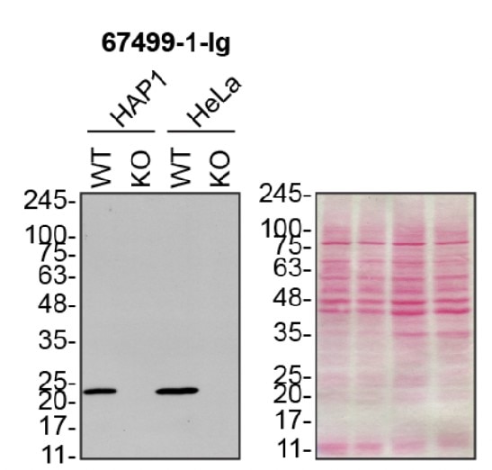 Western Blot (WB) analysis of HAP1 and HeLa using PRDX6 Monoclonal antibody (67499-1-Ig)
