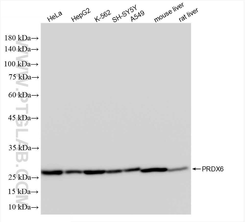 Western Blot (WB) analysis of various lysates using PRDX6 Recombinant antibody (86368-1-RR)