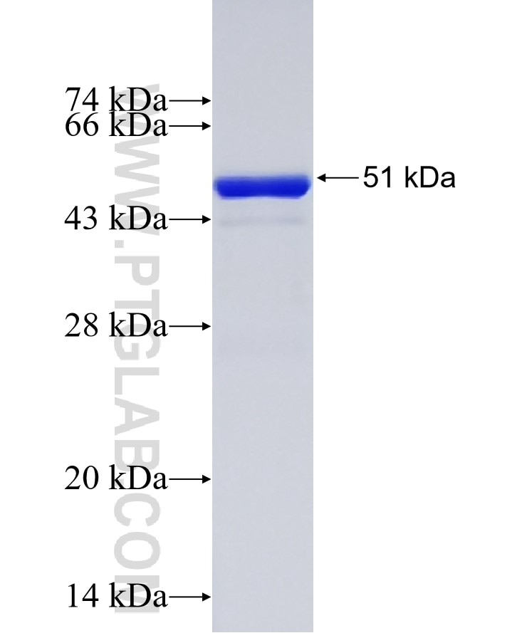 PRDX6 fusion protein Ag4512 SDS-PAGE