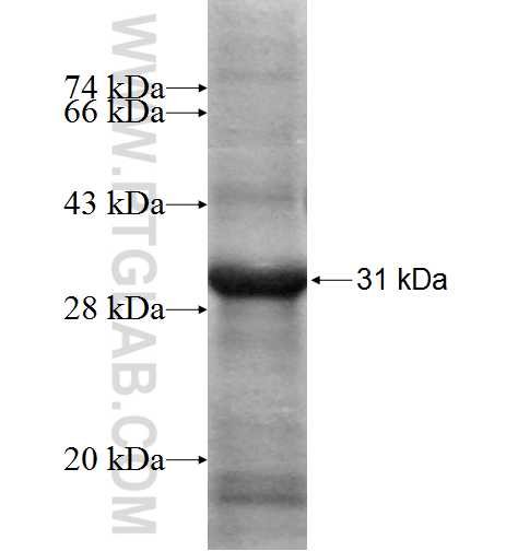 PRDX6 fusion protein Ag4727 SDS-PAGE