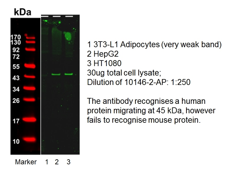 Western Blot (WB) analysis of 3T3-L1 cells using PREB Polyclonal antibody (10146-2-AP)