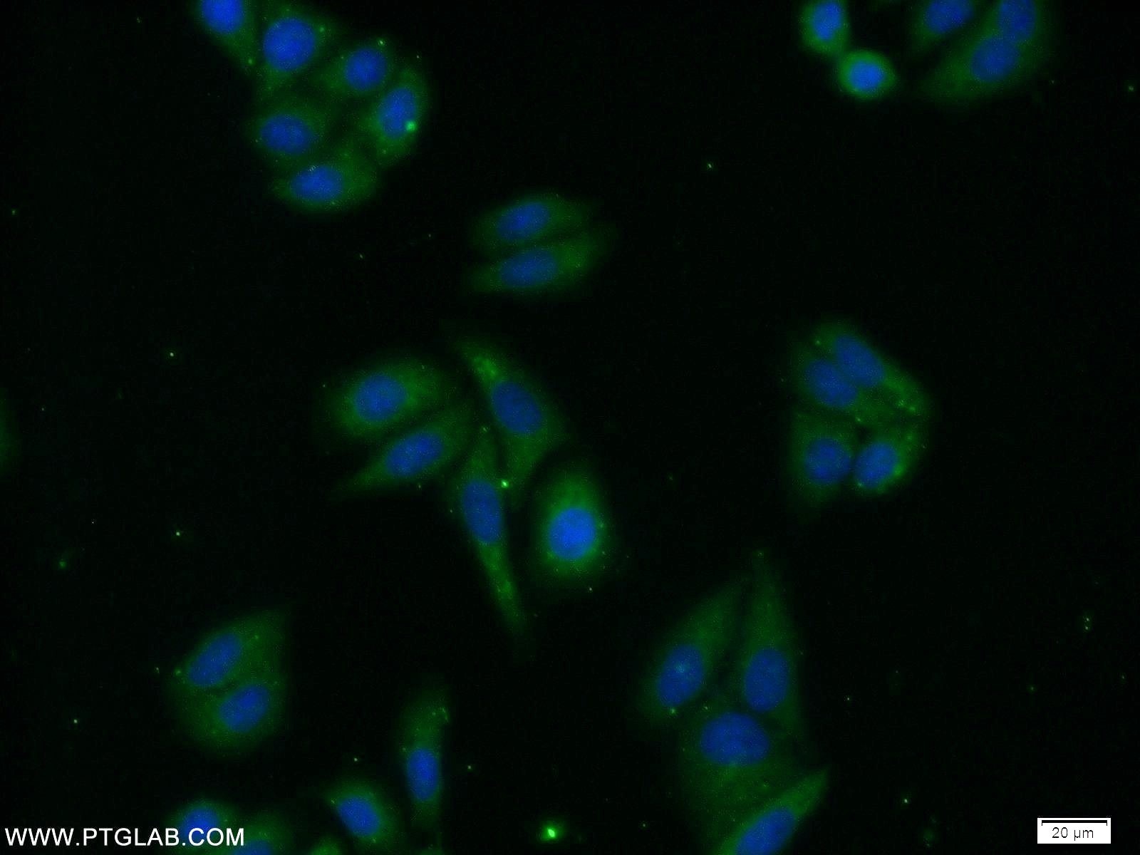 Immunofluorescence (IF) / fluorescent staining of HepG2 cells using PREB Polyclonal antibody (10146-2-AP)