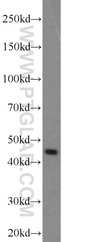 Western Blot (WB) analysis of SKOV-3 cells using PREB Polyclonal antibody (10146-2-AP)