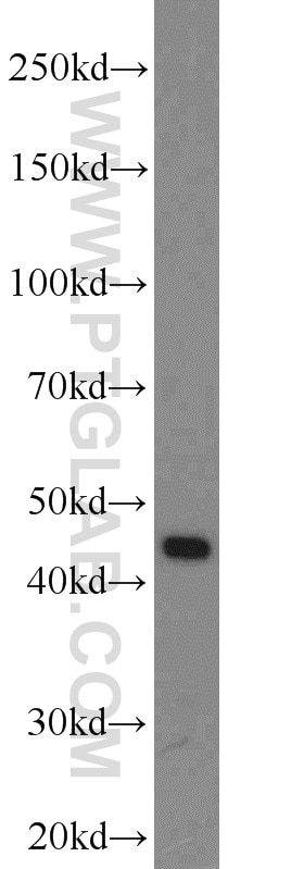 Western Blot (WB) analysis of SKOV-3 cells using PREB Polyclonal antibody (10146-2-AP)