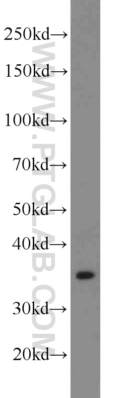 Western Blot (WB) analysis of HT-1080 cells using PREB Polyclonal antibody (10146-2-AP)