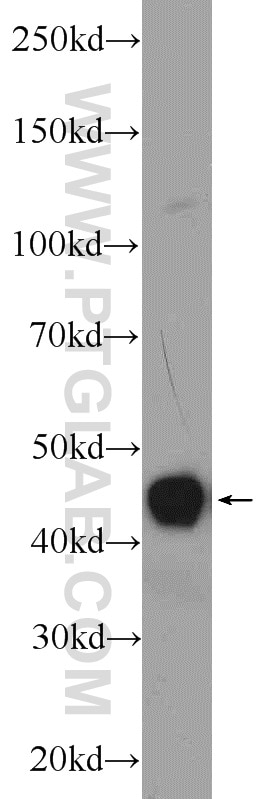 Western Blot (WB) analysis of HepG2 cells using PREB Polyclonal antibody (10146-2-AP)