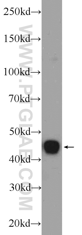 WB analysis of HepG2 using 10146-2-AP