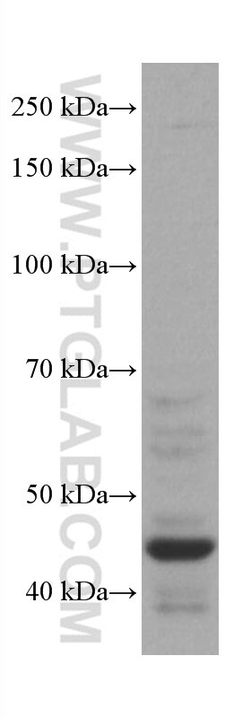 Western Blot (WB) analysis of Raji cells using PREB Monoclonal antibody (66981-1-Ig)