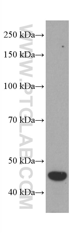 Western Blot (WB) analysis of Daudi cells using PREB Monoclonal antibody (66981-1-Ig)