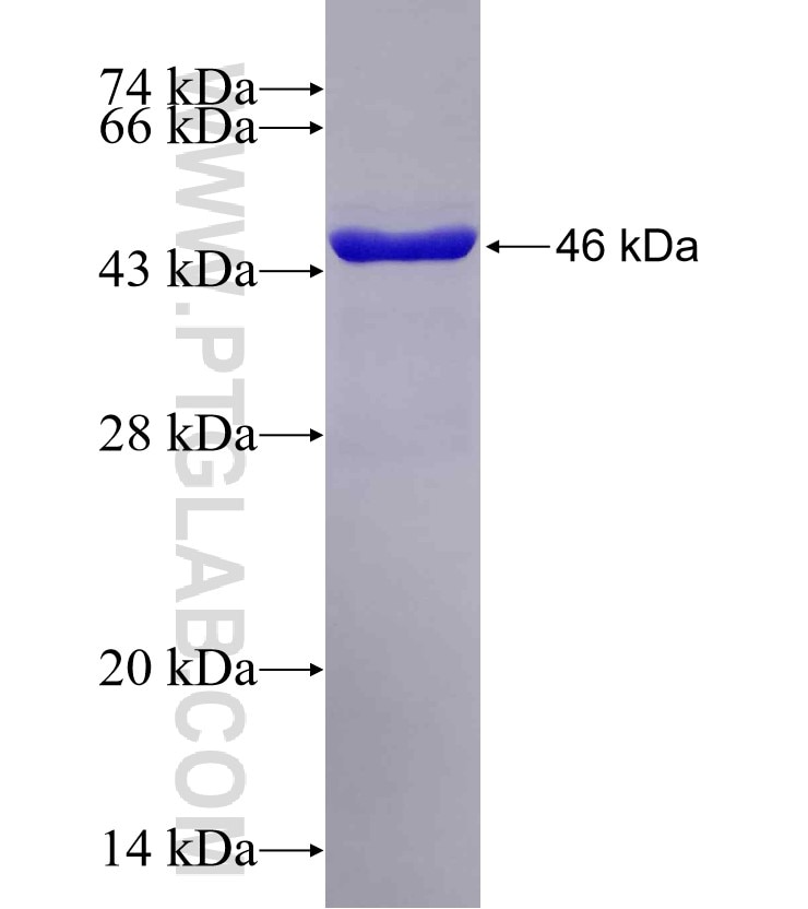 PREB fusion protein Ag0202 SDS-PAGE