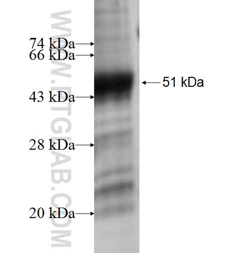 PRELID1 fusion protein Ag1037 SDS-PAGE