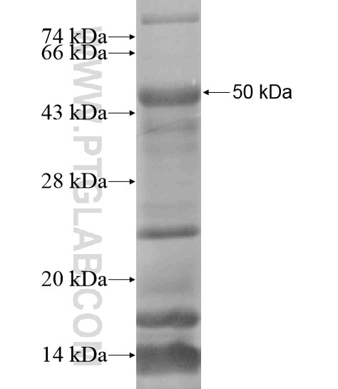 PRELP fusion protein Ag20656 SDS-PAGE