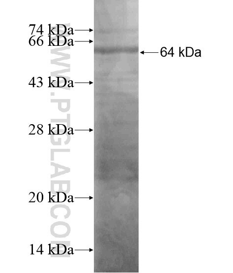 PREX2 fusion protein Ag19308 SDS-PAGE