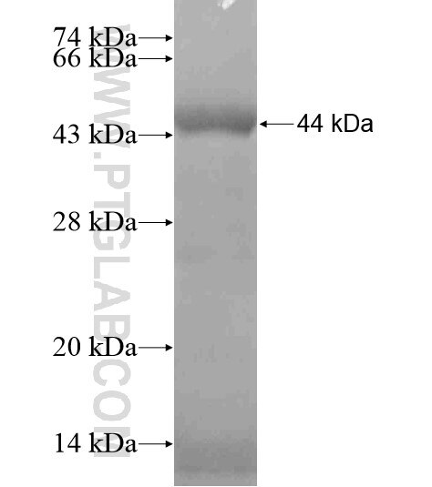 PREX2 fusion protein Ag19439 SDS-PAGE