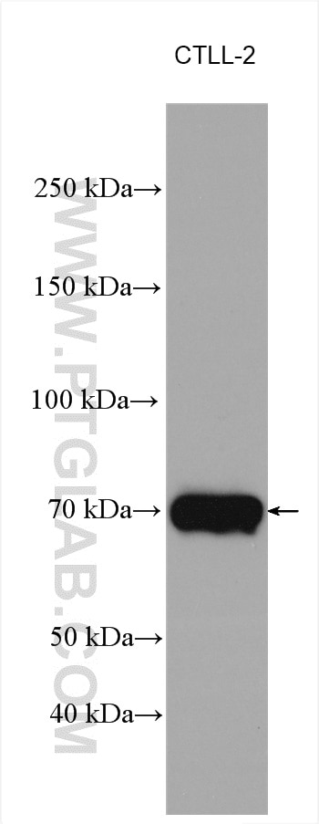Western Blot (WB) analysis of various lysates using Perforin Polyclonal antibody (14580-1-AP)