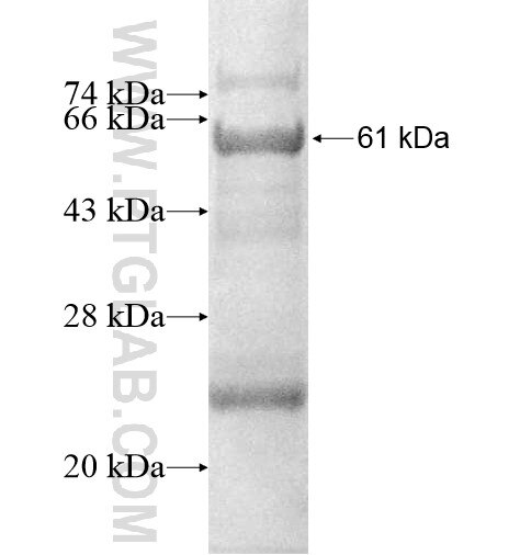 PRG3 fusion protein Ag12706 SDS-PAGE
