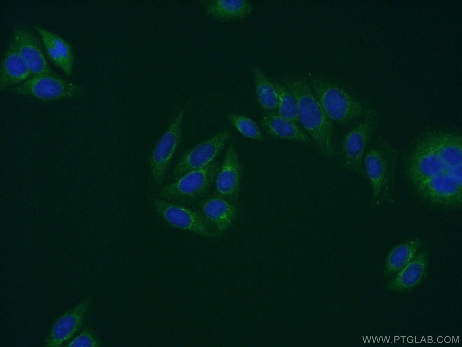 Immunofluorescence (IF) / fluorescent staining of HepG2 cells using PRH1 Polyclonal antibody (21460-1-AP)
