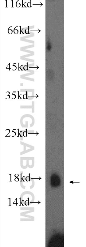 Western Blot (WB) analysis of HepG2 cells using PRH1 Polyclonal antibody (21460-1-AP)