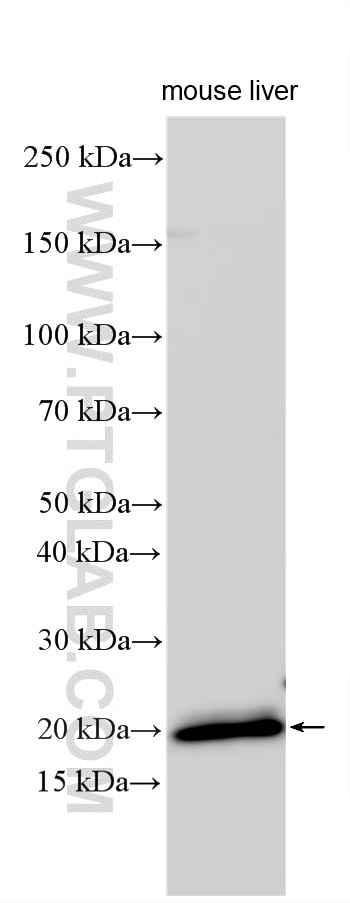 Various lysates were subjected to SDS PAGE followed by western blot with 32118-1-AP (PRHOXNB antibody) at dilution of 1:1000 incubated at room temperature for 1.5 hours. Western Blot (WB) analysis of various lysates using PRHOXNB Polyclonal antibody (32118-1-AP)