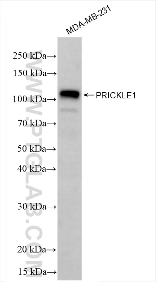 Western Blot (WB) analysis of MDA-MB-231 cells using PRICKLE1 Recombinant antibody (84926-1-RR)