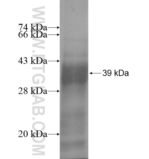 PRICKLE3 fusion protein Ag13632 SDS-PAGE