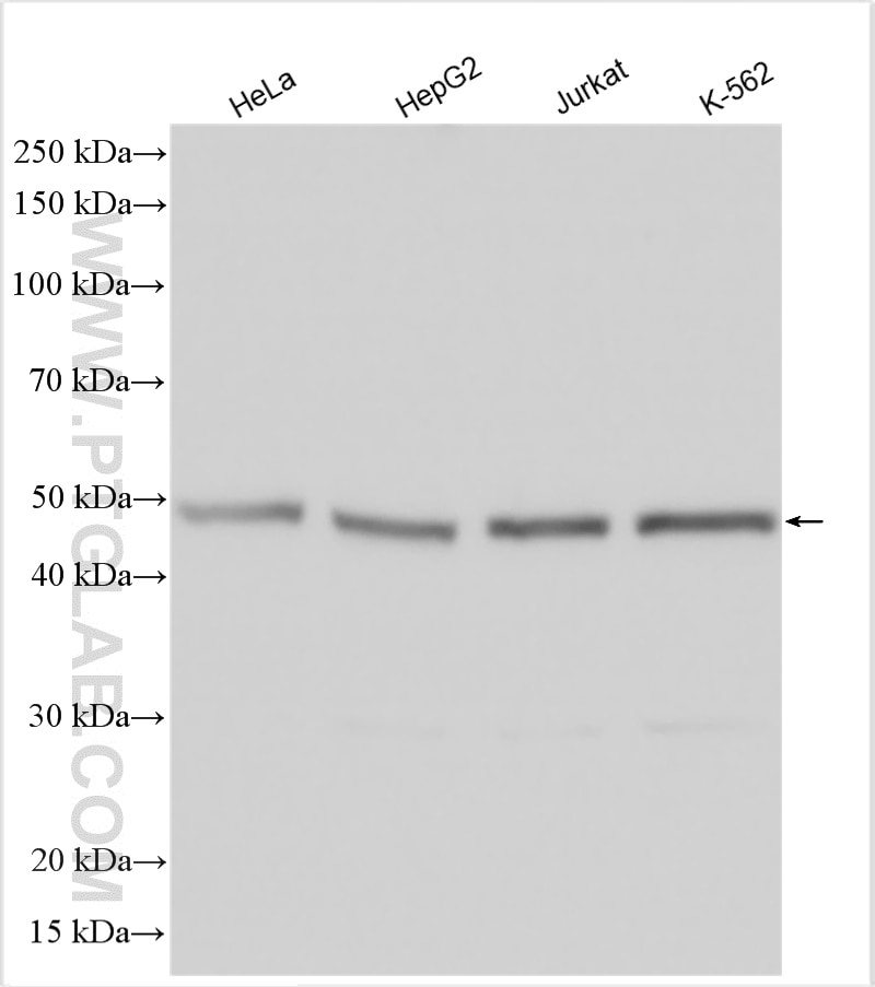 Western Blot (WB) analysis of various lysates using PRIM1 Polyclonal antibody (10773-1-AP)