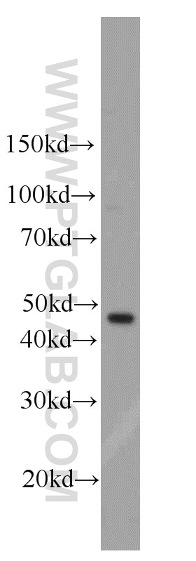 Western Blot (WB) analysis of HeLa cells using PRIM1 Polyclonal antibody (10773-1-AP)