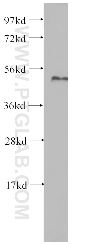 Western Blot (WB) analysis of Sp2/0 cells using PRIM1 Polyclonal antibody (10773-1-AP)