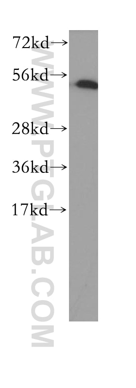 WB analysis of K-562 using 10773-1-AP