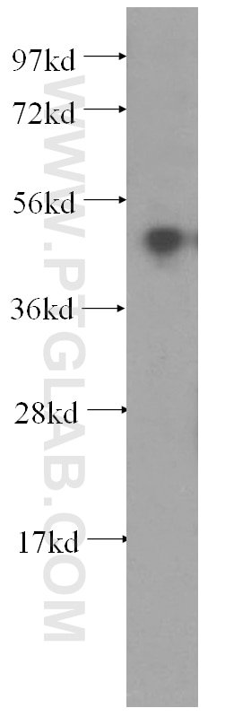 Western Blot (WB) analysis of K-562 cells using PRIM1 Polyclonal antibody (10773-1-AP)