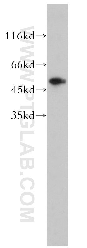 Western Blot (WB) analysis of Sp2/0 cells using PRIM1 Polyclonal antibody (10773-1-AP)