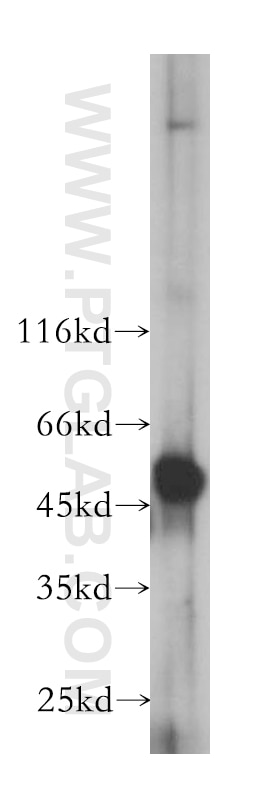 Western Blot (WB) analysis of HeLa cells using PRIM1 Polyclonal antibody (10773-1-AP)