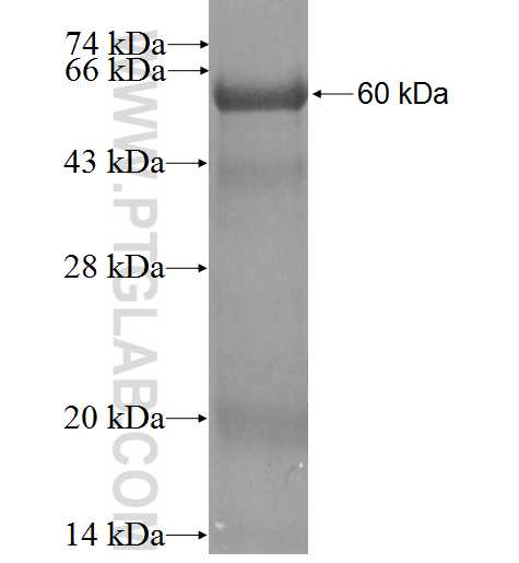 PRIM1 fusion protein Ag1124 SDS-PAGE