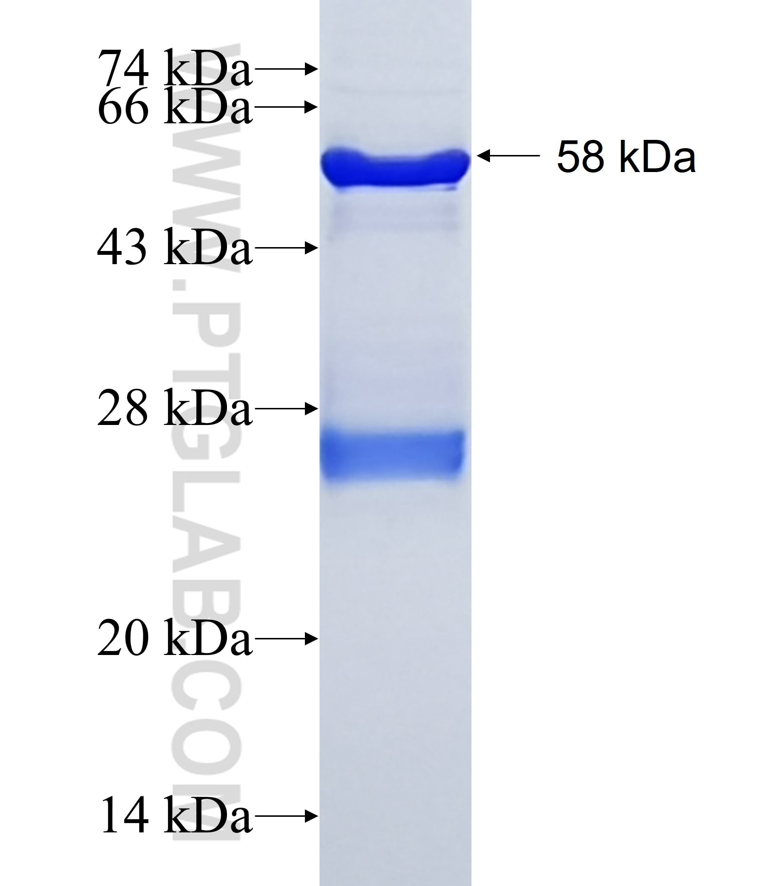 PRIM1 fusion protein Ag1124 SDS-PAGE