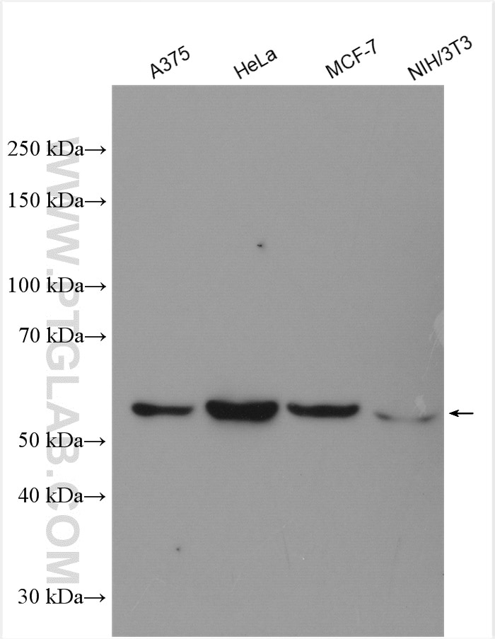 Western Blot (WB) analysis of various lysates using PRIM2 Polyclonal antibody (11788-1-AP)