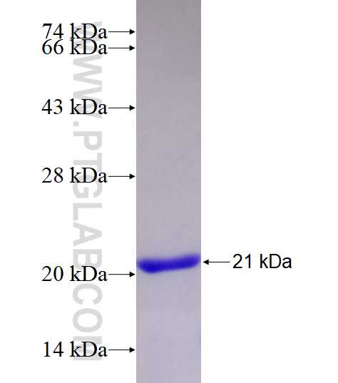 PRIM2 fusion protein Ag28715 SDS-PAGE