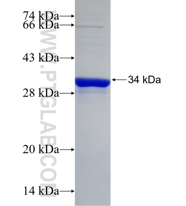 PRIM2 fusion protein Ag30340 SDS-PAGE