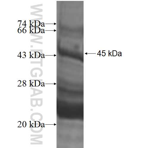 PRIM2 fusion protein Ag2370 SDS-PAGE